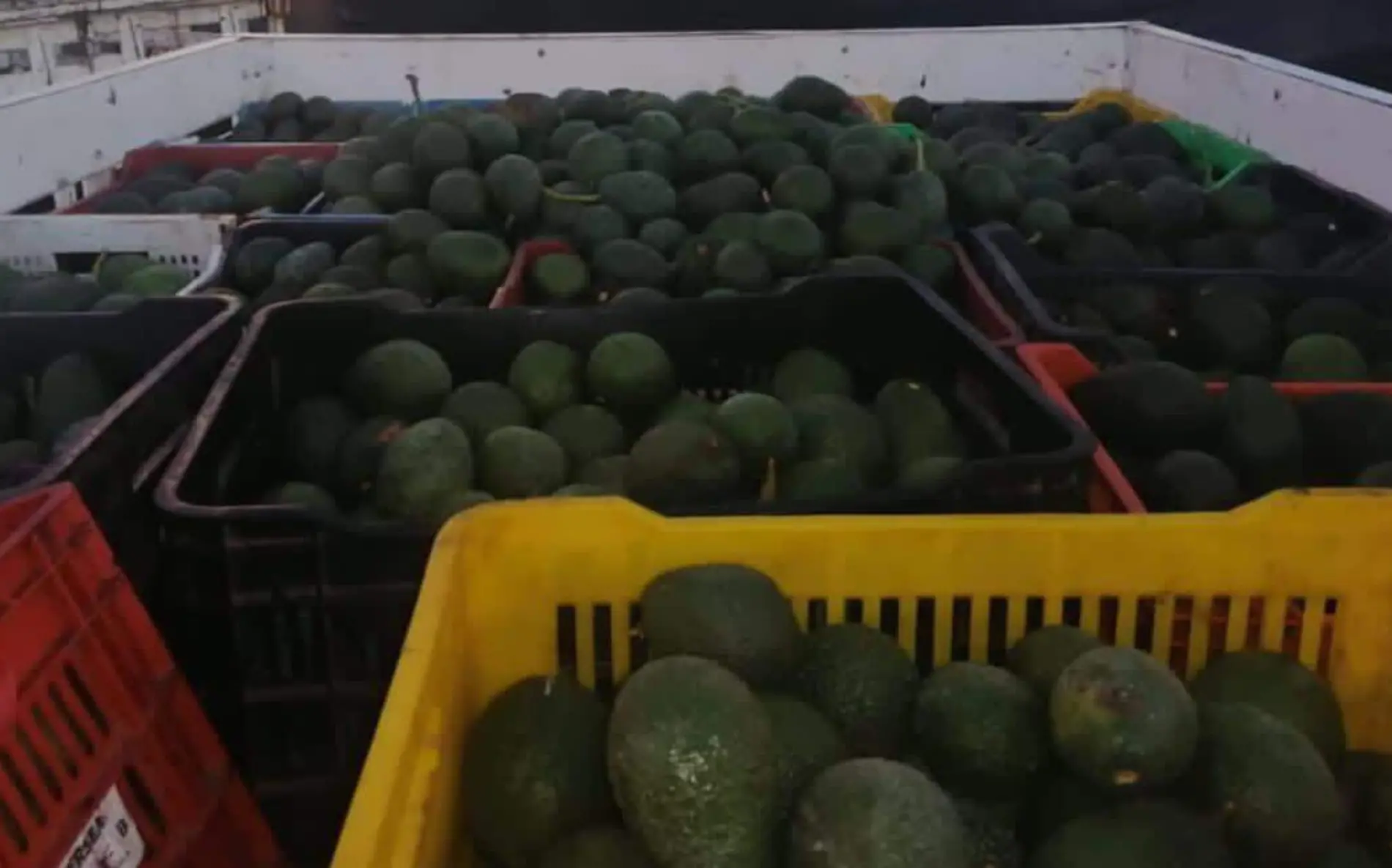 Aguacate ilícito